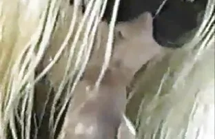 सेलिब्रेटी प्रतियोगिता
