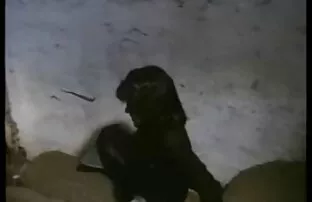 सेक्स कमेडी फिल्म केटी Jucken Kumpel 2 मा Vintage जर्मन